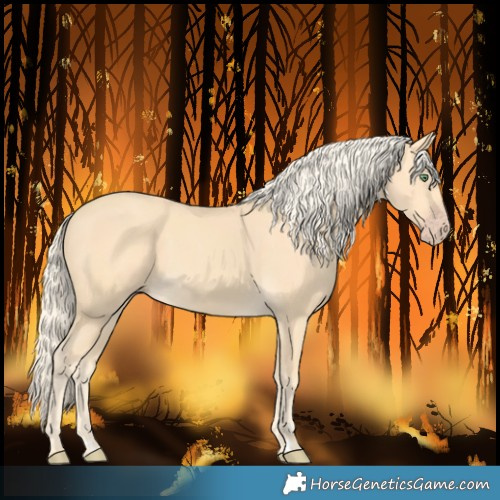 Horse Color:Gold Cream Champagne