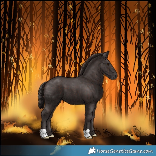 Horse Color:Liver Chestnut 