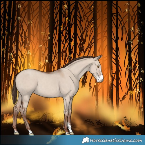 Horse Color:Classic Champagne Dun Sabino 