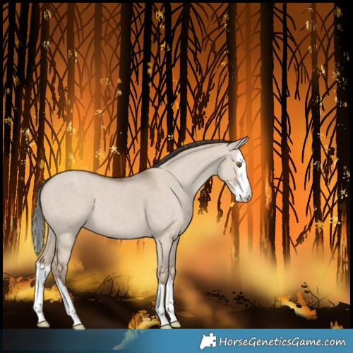 Horse Color:Classic Champagne Dun Sabino Splash