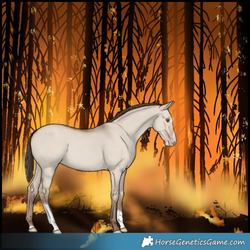 Horse Color:Classic Champagne Dun Splash Tobiano 