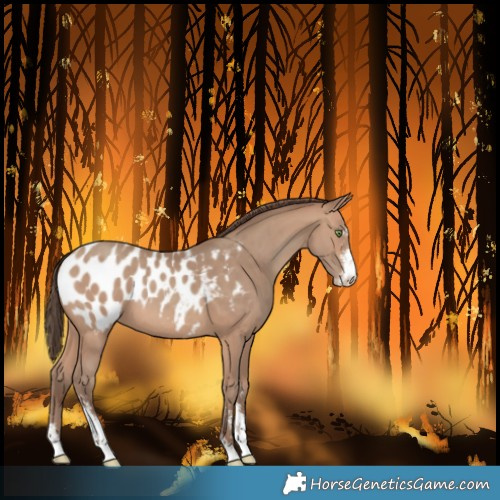 Horse Color:Sable Champagne Sabino Near Leopard 