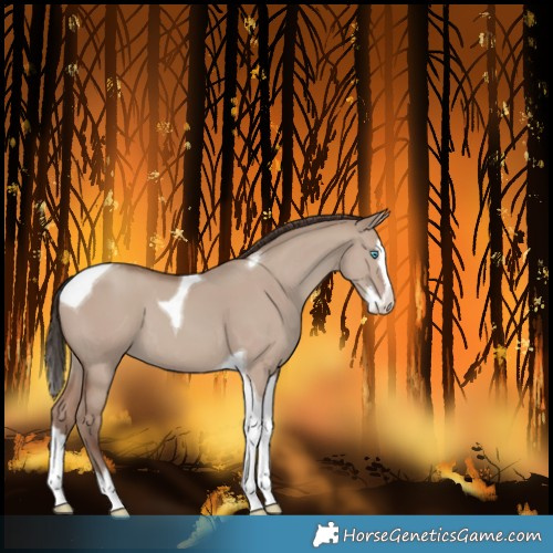 Horse Color:Classic Champagne Dun Splash Tobiano 