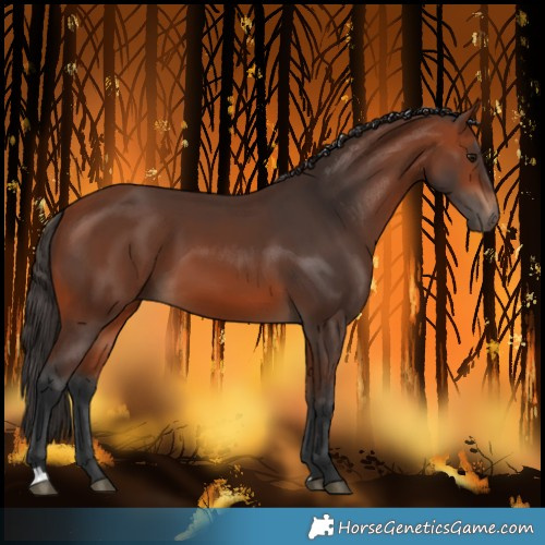 Horse Color:Unknown 