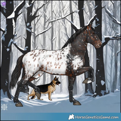 Horse Color:Bay Blanket and Brown Snowcap