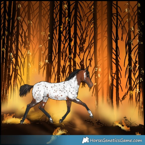 Horse Color:Bay Near Leopard  and Bay Near Leopard 