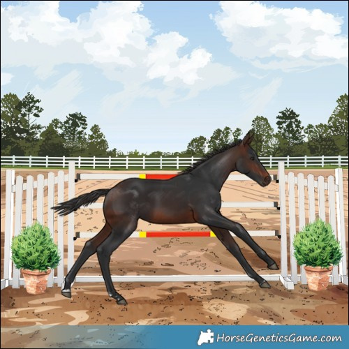 Horse Color:Brown 