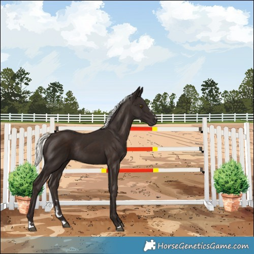Horse Color:Liver Chestnut Mushroom Rabicano 