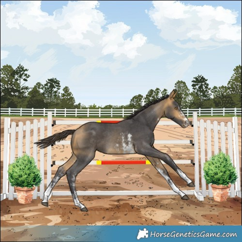 Horse Color:Buckskin Mushroom Sabino Rabicano 