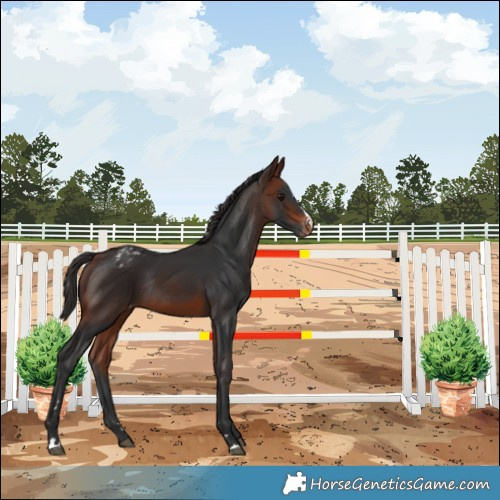 Horse Color:Bay Varnish Rabicano 