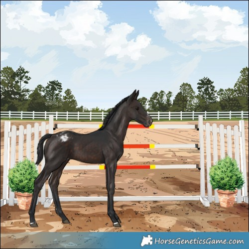 Horse Color:Brown Mushroom Varnish 