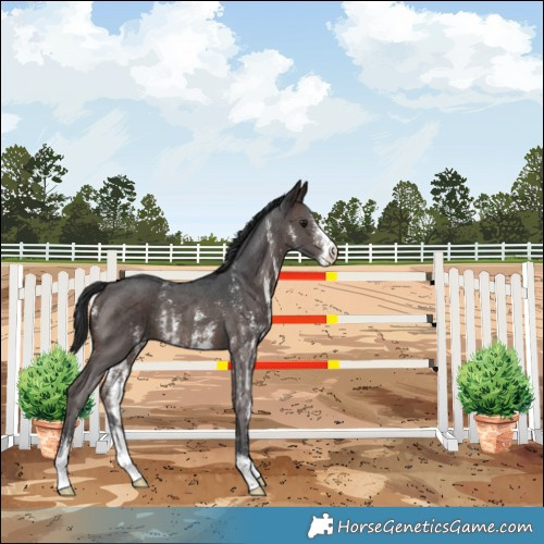 Horse Color:Brown Mushroom Sabino Varnish Rabicano