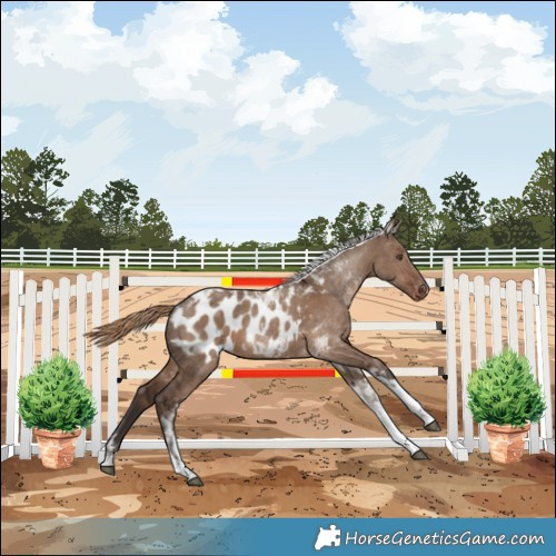 Horse Color:Liver Red Dun Tobiano Blanket Rabicano