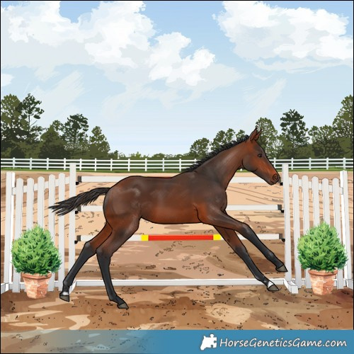Horse Color:Bay Rabicano 