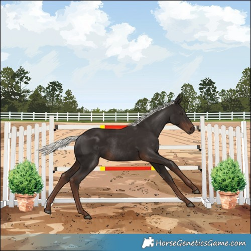 Horse Color:Liver Chestnut Mushroom Rabicano 