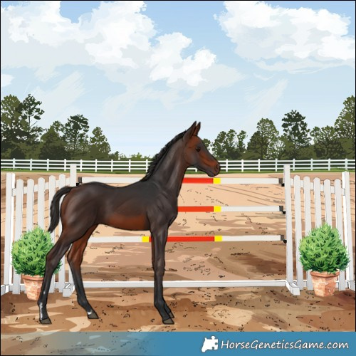Horse Color:Bay Rabicano 