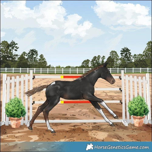 Horse Color:Liver Chestnut Tobiano Varnish