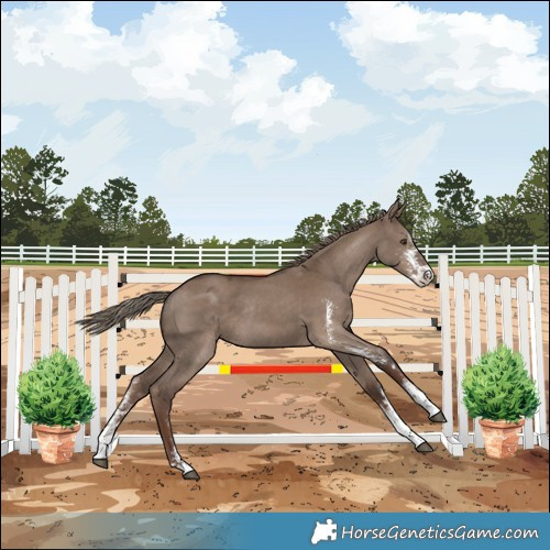 Horse Color:Liver Red Dun Sabino Rabicano 