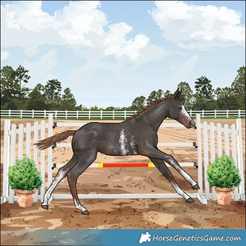 Horse Color:Liver Chestnut Sabino Rabicano 