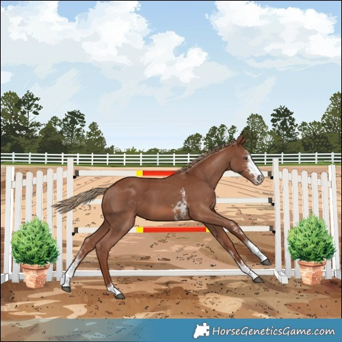 Horse Color:Chestnut Sabino 