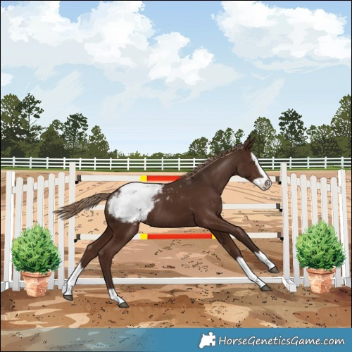 Horse Color:Liver Chestnut Splash Snowcap Rabicano 