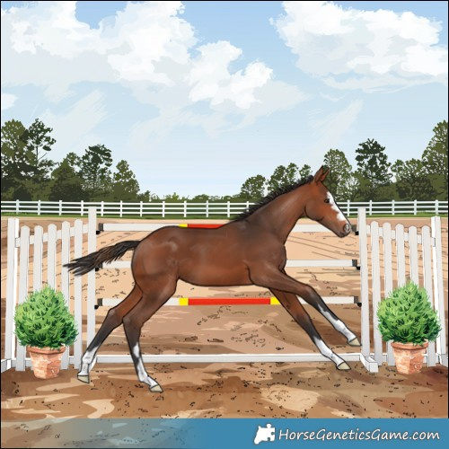 Horse Color:Bay 