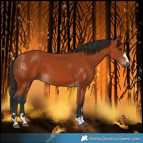Horse Color:Bay 