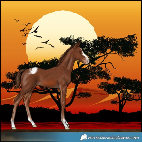 Horse Color:Chestnut Varnish 