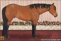 Horse Color:Bay Rabicano 