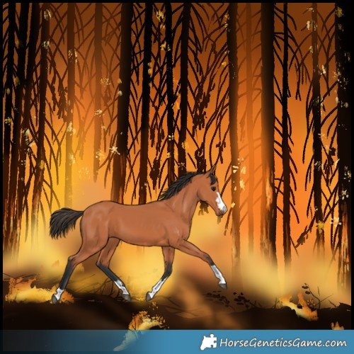 Horse Color:Bay 