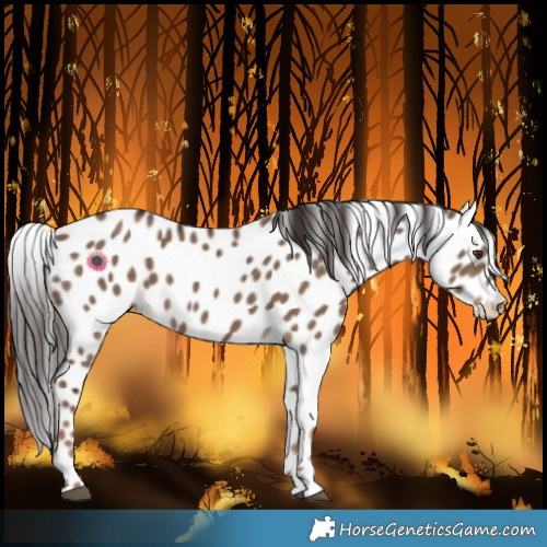Horse Color:Liver Red Dun Leopard Rabicano 