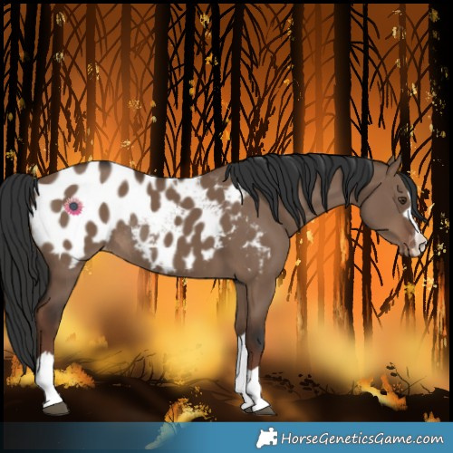Horse Color:Liver Red Dun Near Leopard Rabicano