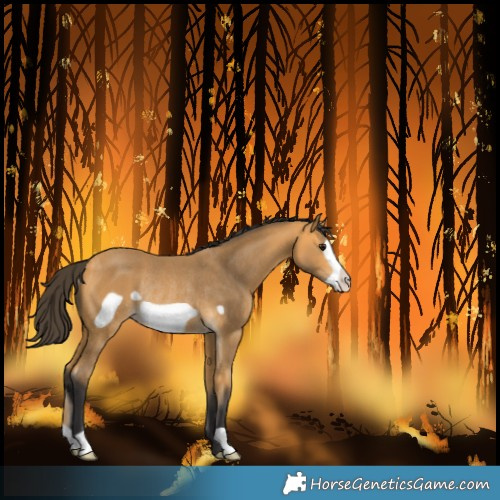 Horse Color:Buckskin Frame Rabicano 