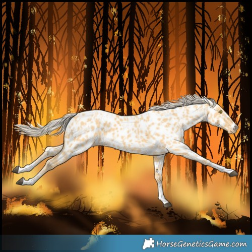Horse Color:Palomino Near Leopard and Palomino Near Leopard