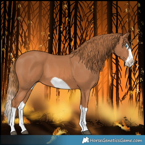 Horse Color:Chestnut Splash Frame 