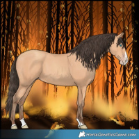Horse Color:Amber Champagne Splash