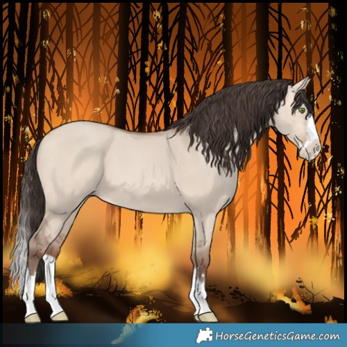 Horse Color:Amber Champagne Dun Splash 