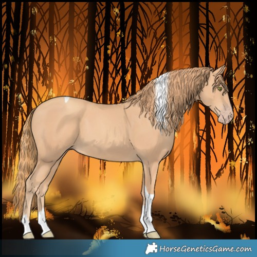 Horse Color:Gold Champagne Tobiano 