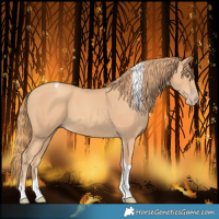 Horse Color:Gold Champagne Tobiano 