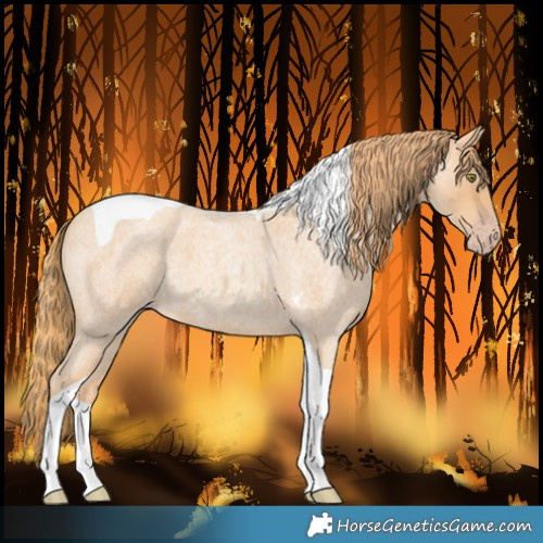 Horse Color:Gold Champagne Roan Tobiano 
