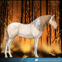 Horse Color:Gold Champagne Roan Tobiano