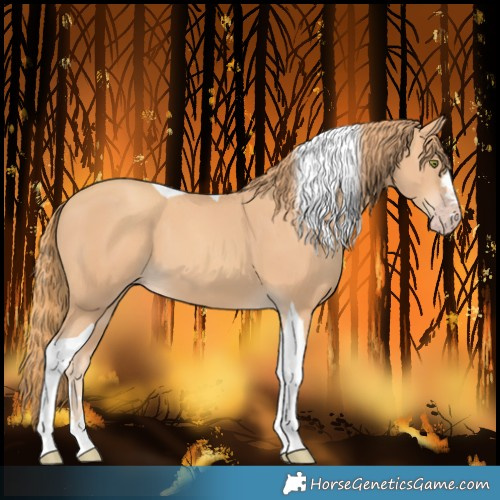 Horse Color:Gold Champagne Tobiano 