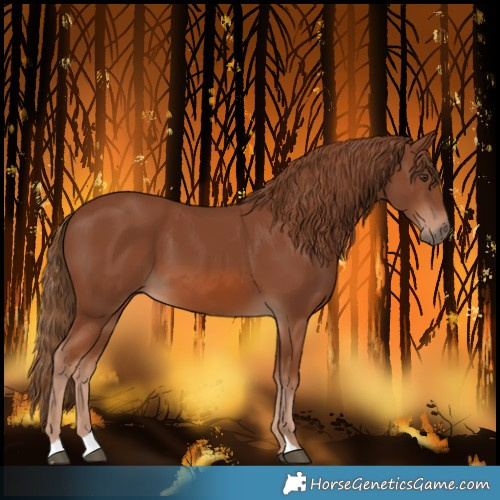 Horse Color:Chestnut 