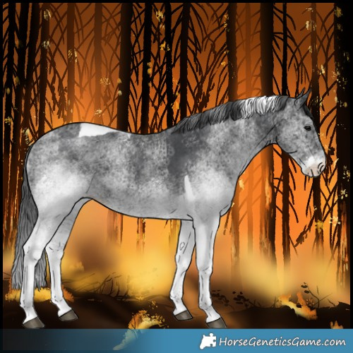 Horse Color:Unknown 
