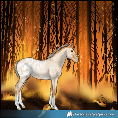 Horse Color:Palomino Roan Dun Splash Blanket