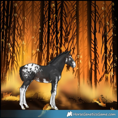 Horse Color:Brown Sabino Varnish 