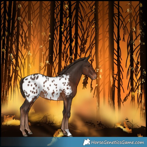 Horse Color:Liver Chestnut Blanket