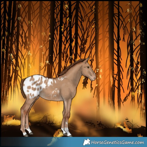 Horse Color:Red Dun Blanket 