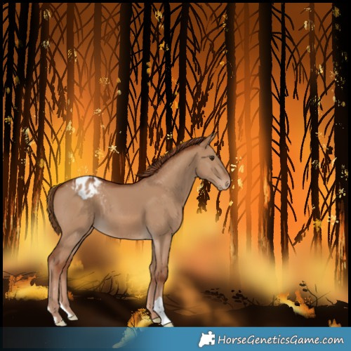 Horse Color:Red Dun Varnish 