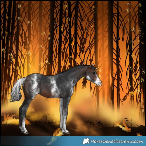 Horse Color:White Spotted Brown